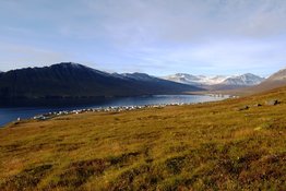 neskaupstadur-fall